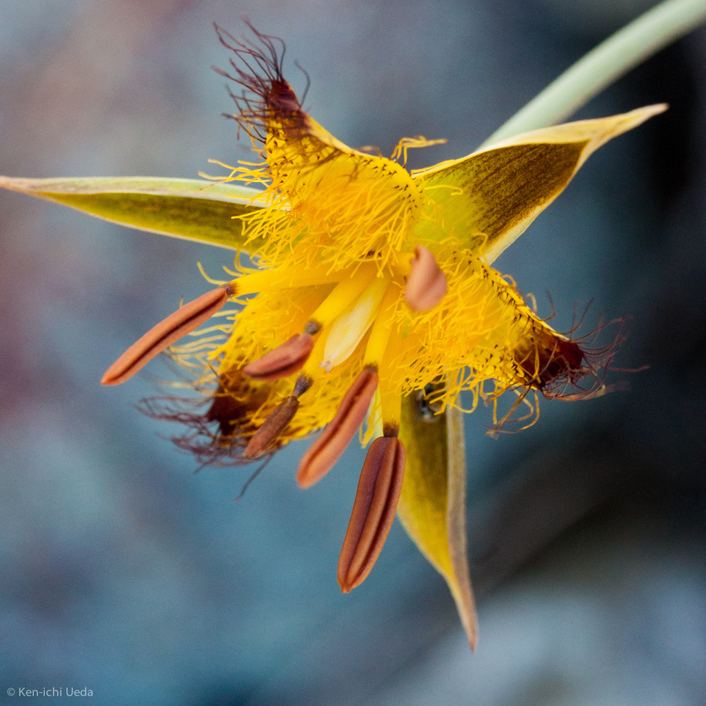 Calochortus obispoensis (San luis mariposa lily), native California herb