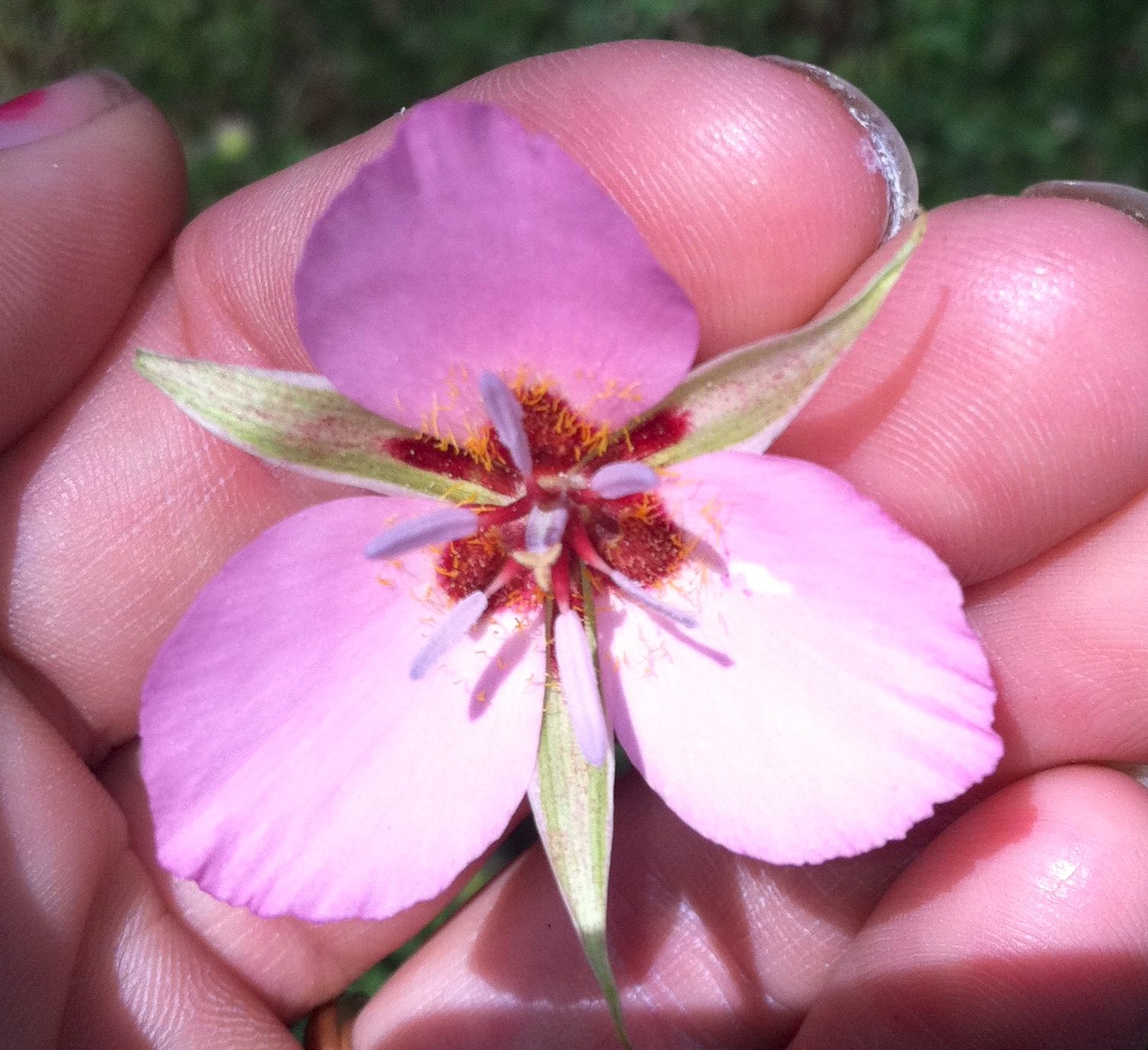 Calochortus palmeri (Palmer's mariposa lily), native California herb