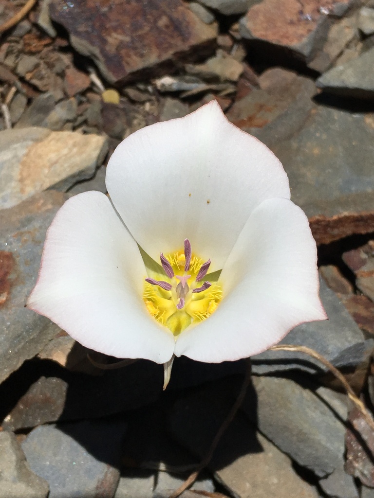Calochortus panamintensis (Panamint mariposa lily), native California herb