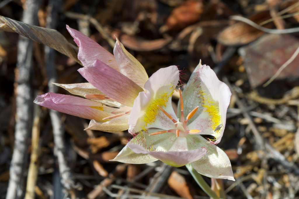 Calochortus persistens (Siskiyou mariposa lily), native California herb