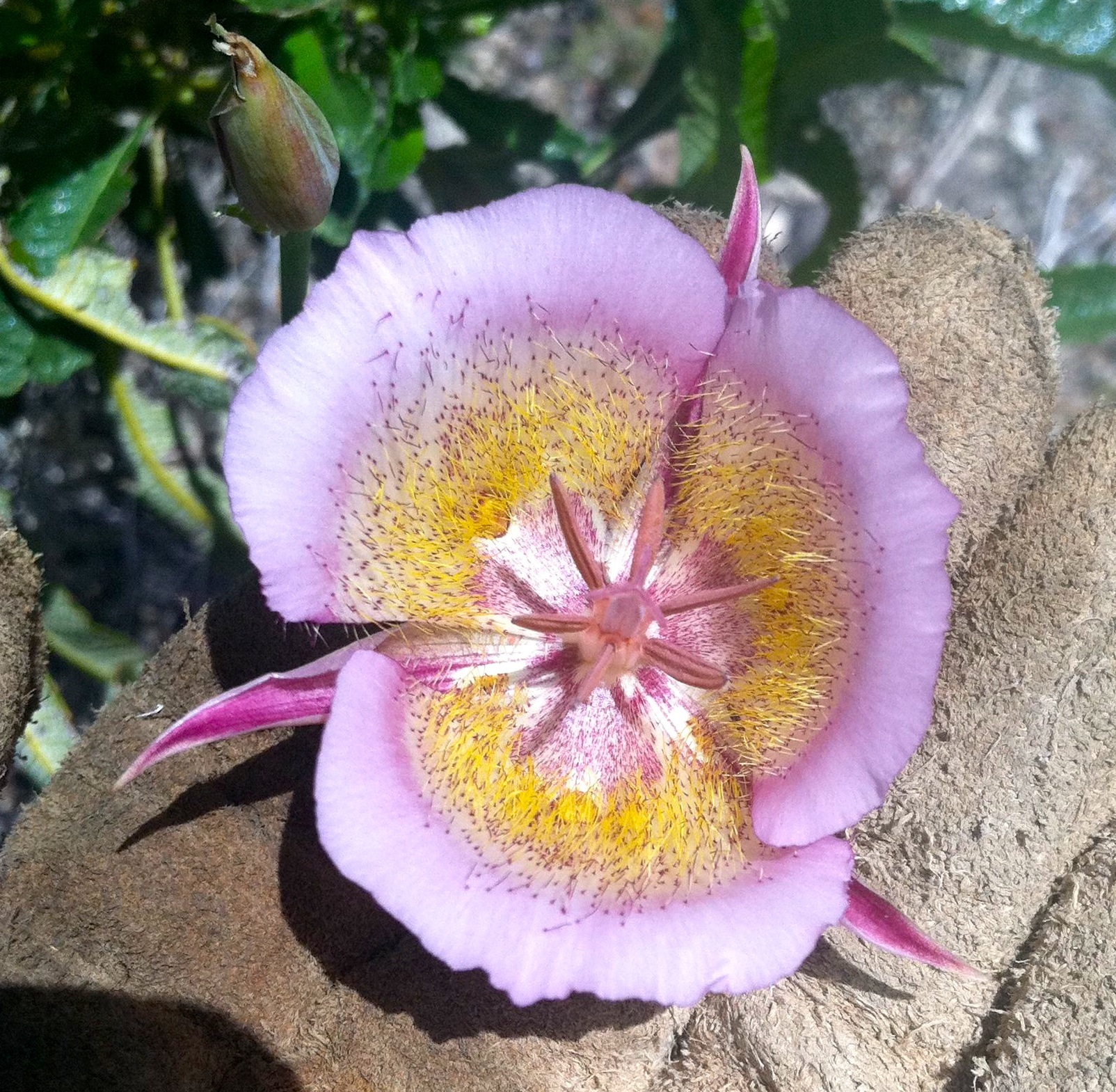 Calochortus plummerae (Plummer's mariposa lily), native California herb