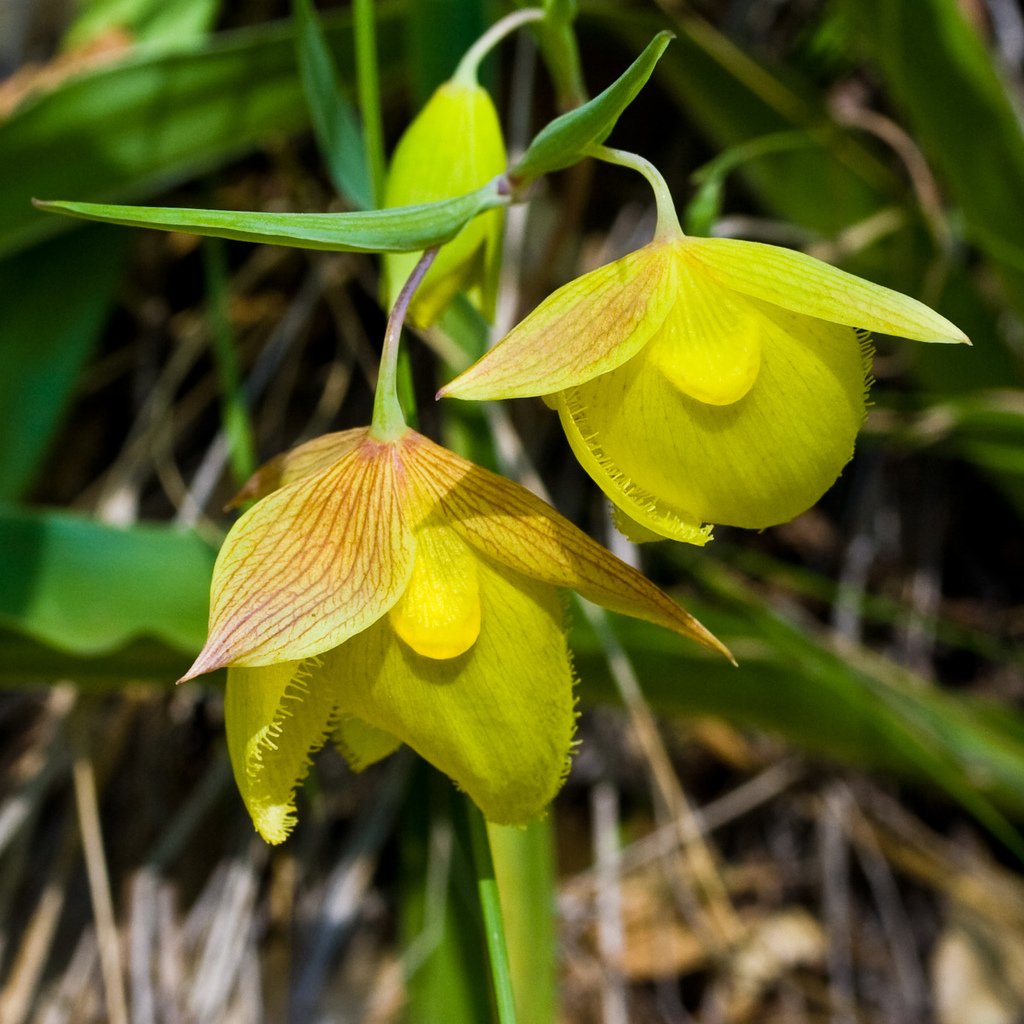 Calochortus pulchellus (Mount diablo fairy-lantern), native California herb