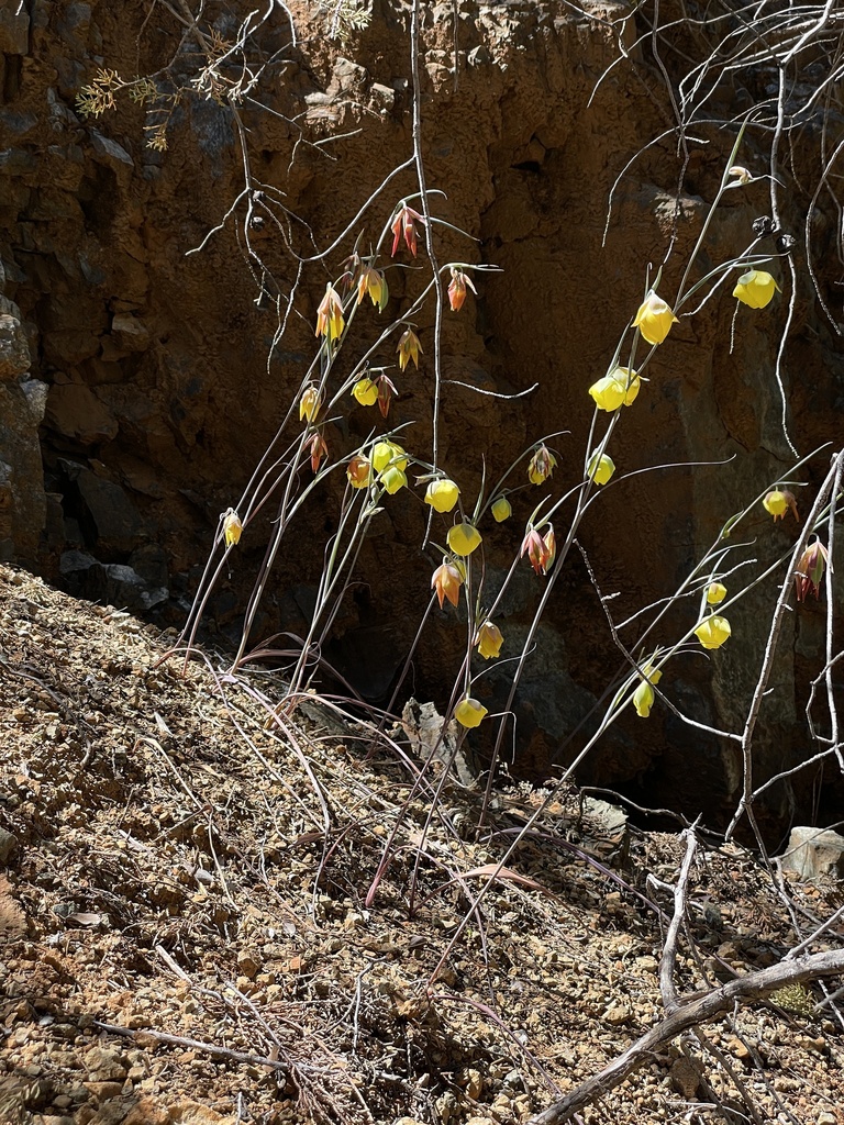 Calochortus raichei (The cedars fairy-lantern), native California herb