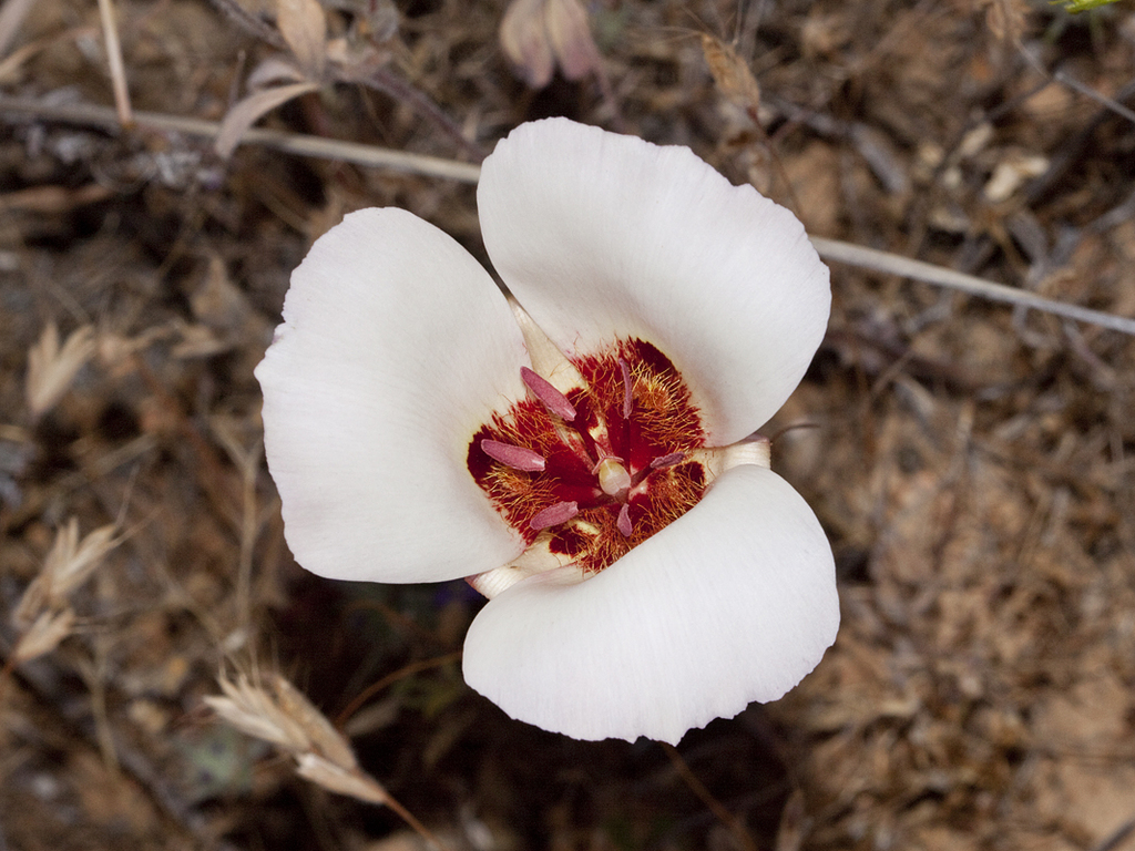 Calochortus simulans (La panza mariposa lily), native California herb