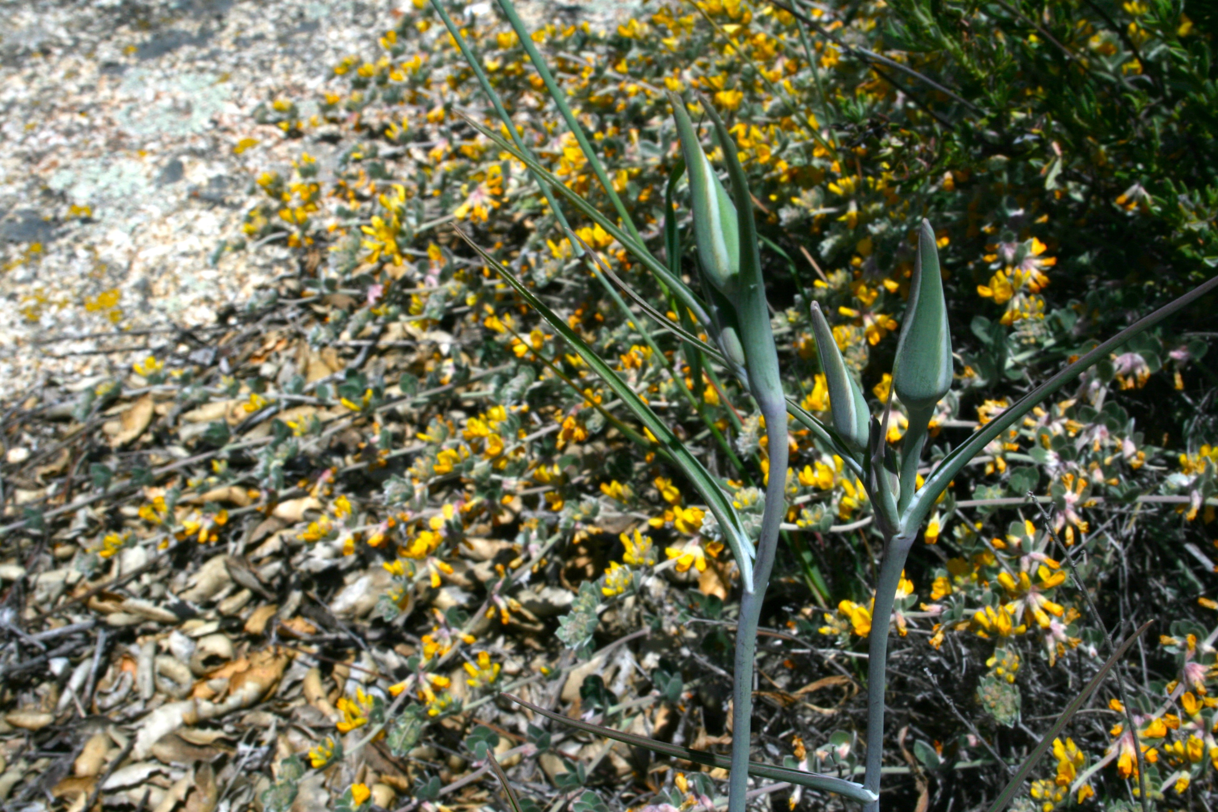 Calochortus sp., non-native California perennial