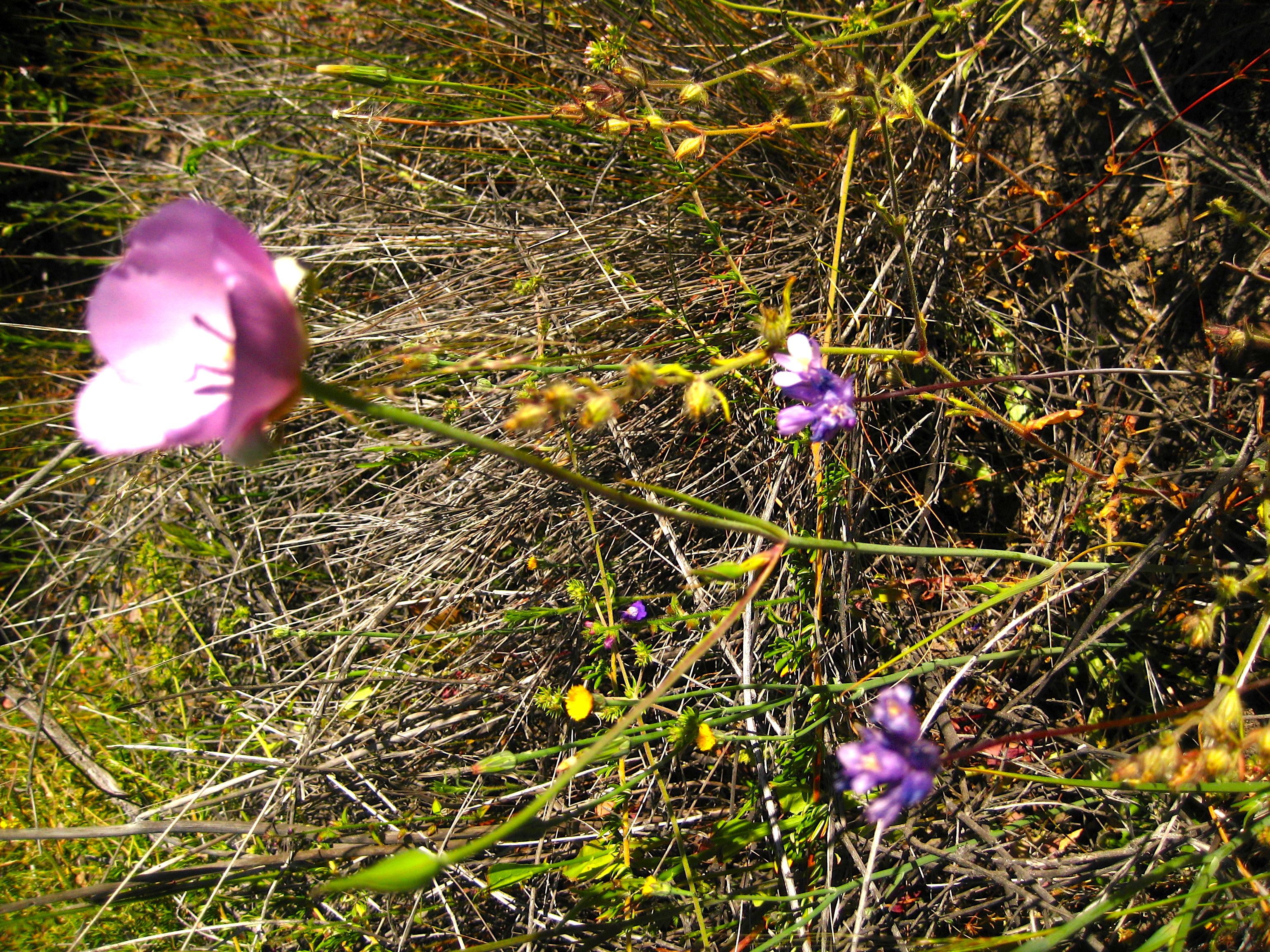 Calochortus splendens (Splendid mariposa lily), native California herb