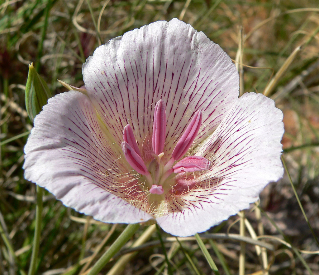 Calochortus striatus (Alkali mariposa lily), native California herb