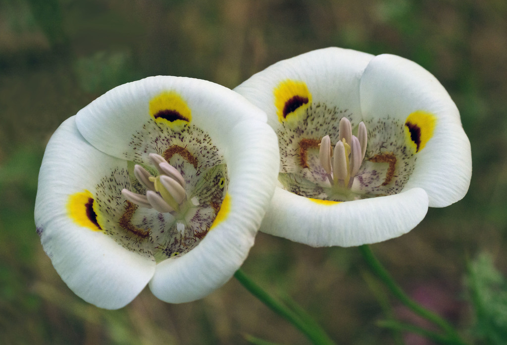 Calochortus superbus (Yellow mariposa), native California herb