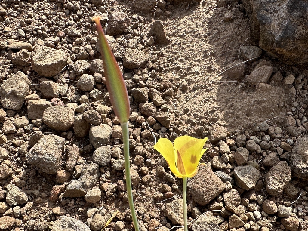 Calochortus syntrophus (Callahan's mariposa lily), native California herb