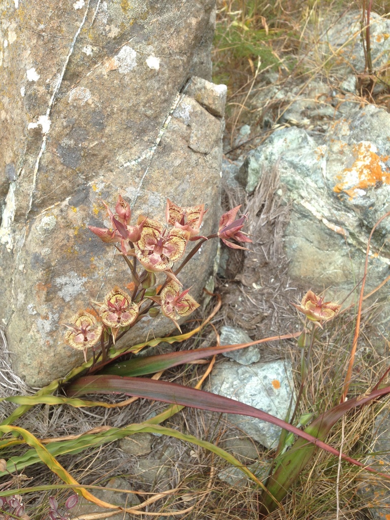 Calochortus tiburonensis (Tiburon mariposa lily), native California herb