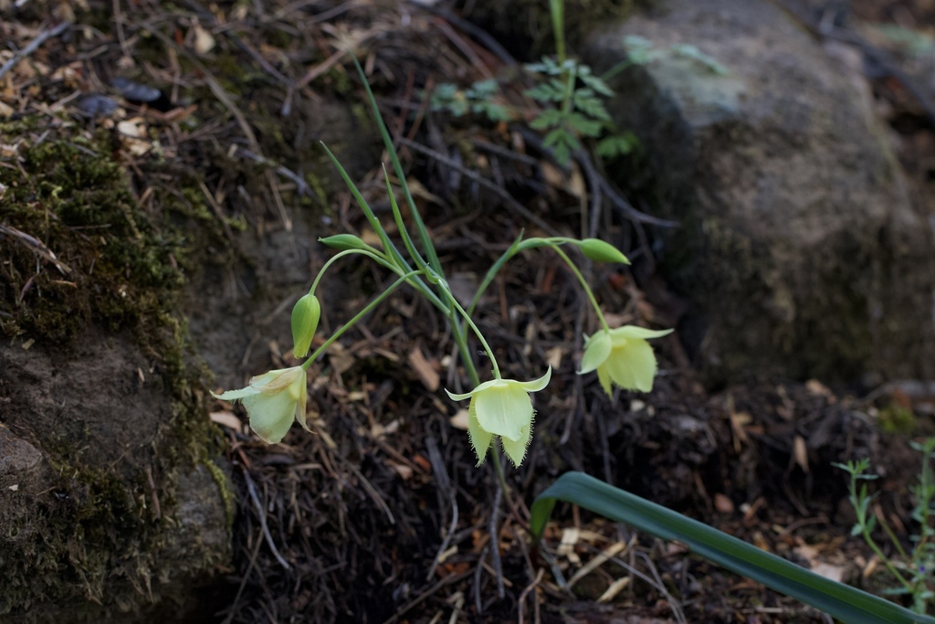 Calochortus tolmiei (Pussy ears), native California herb
