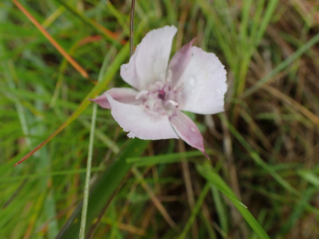 Calochortus umbellatus (Oakland star-tulip), native California herb