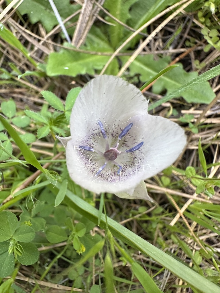 Calochortus uniflorus (Pink star-tulip), native California herb