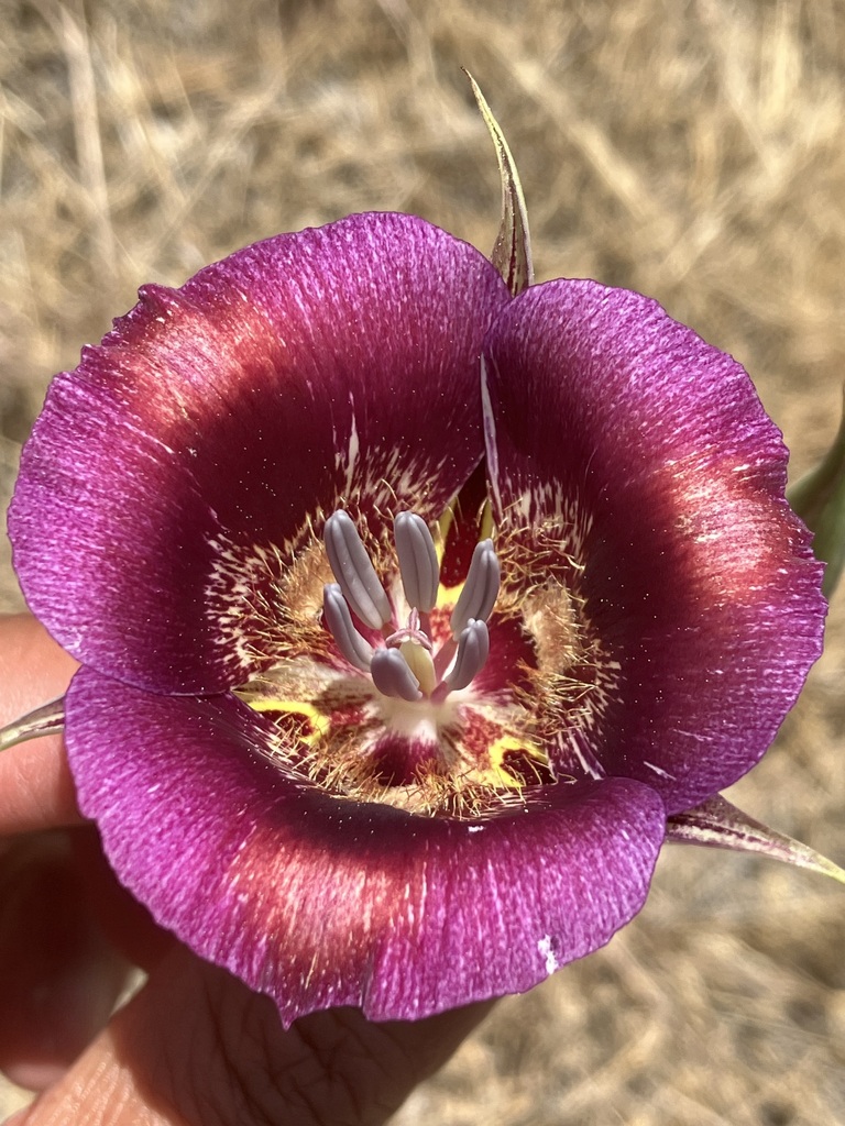 Calochortus venustus (Butterfly mariposa lily), native California herb