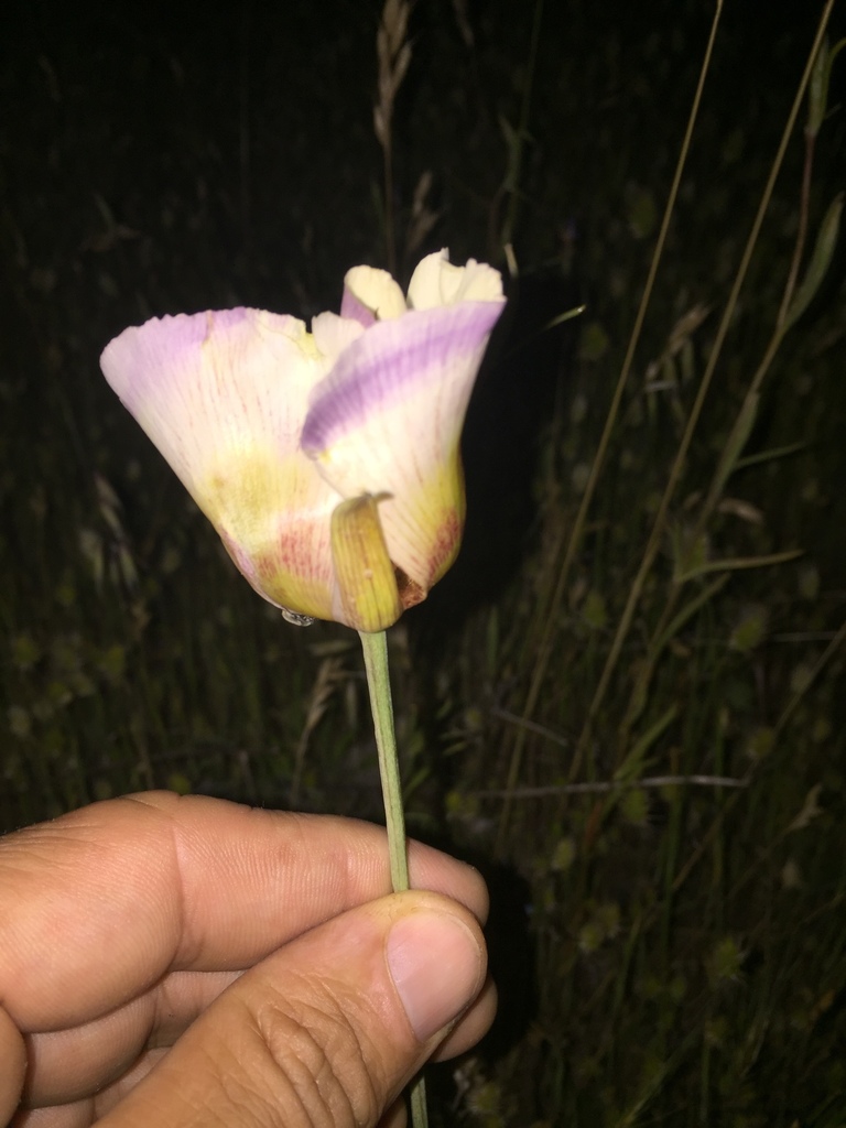 Calochortus vestae (Coast range mariposa lily), native California herb