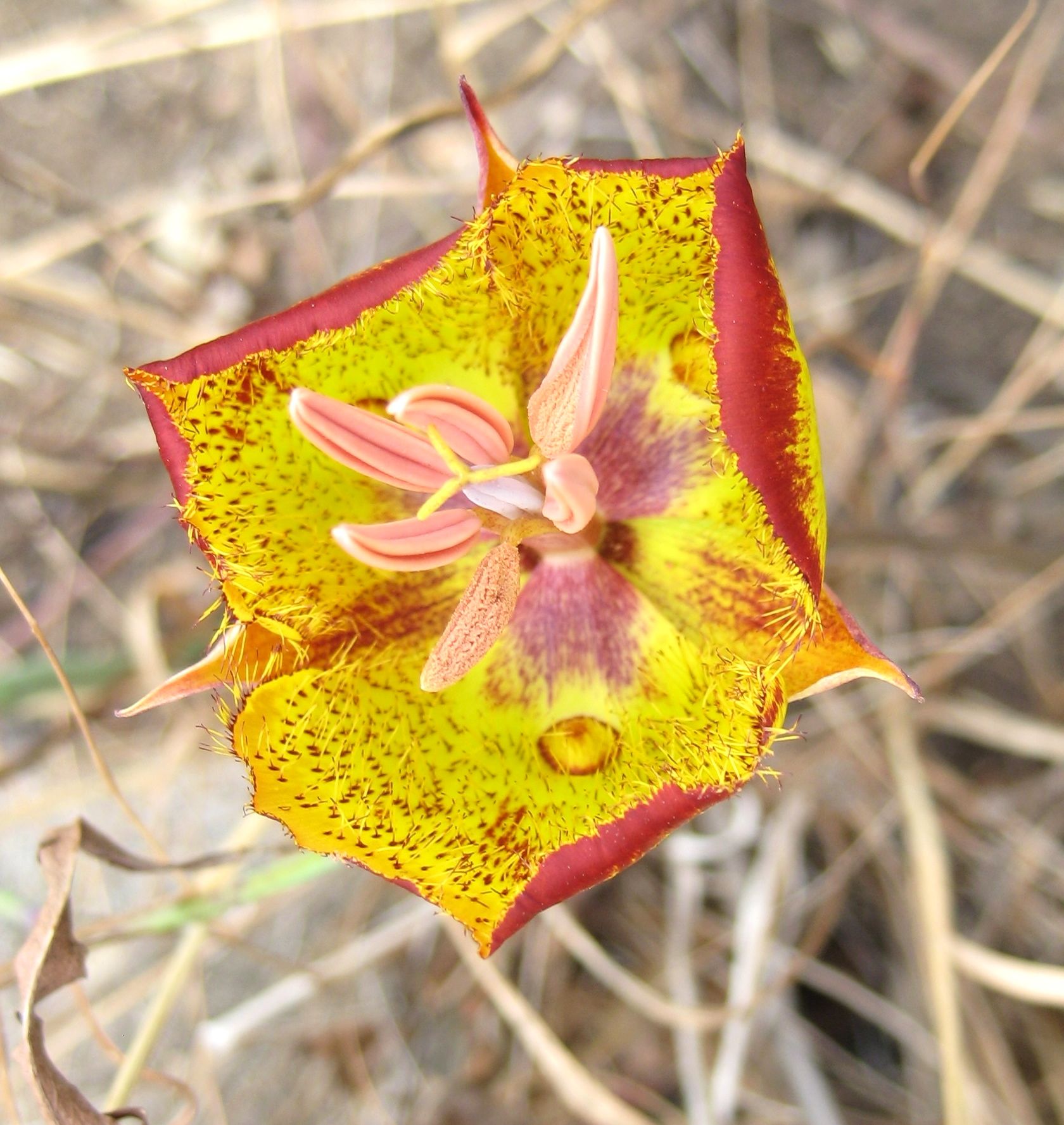 Calochortus weedii var. weedii (Weed's mariposa lily), native California herb