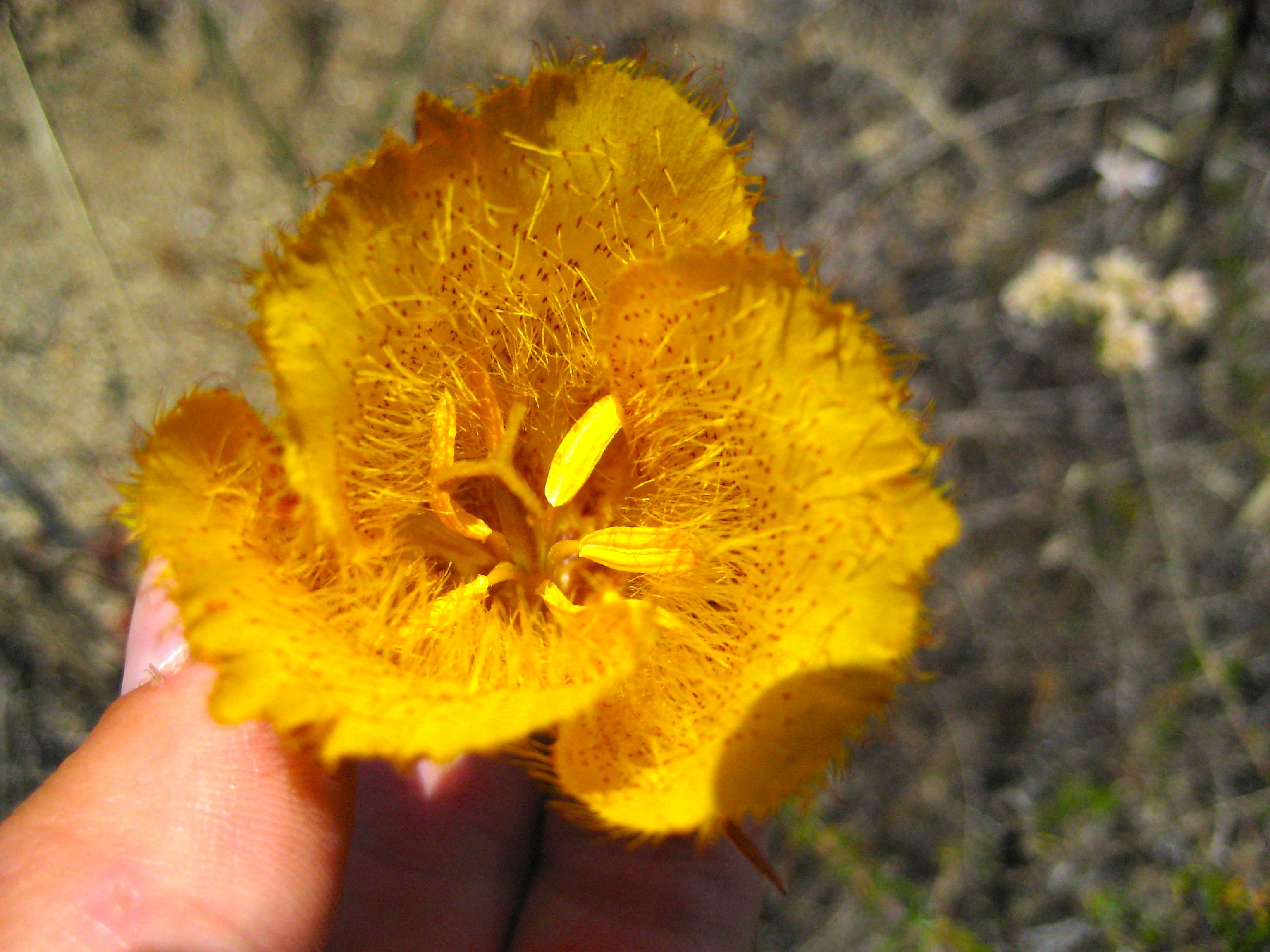 Calochortus weedii (Weed's mariposa lily), native California herb