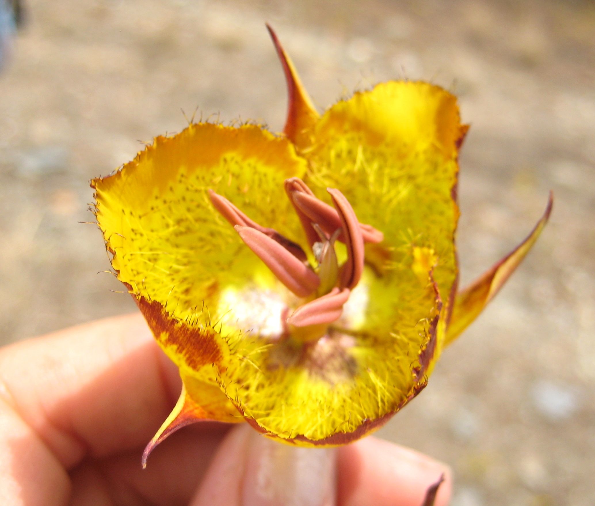 Calochortus weedii — parent species of Calochortus weedii var. intermedius