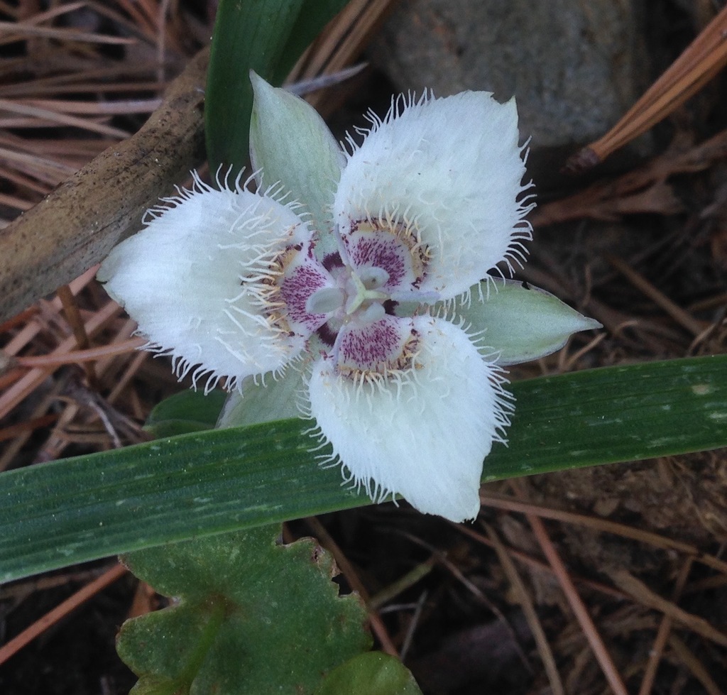 Calochortus westonii (Shirley meadows star-tulip), native California herb