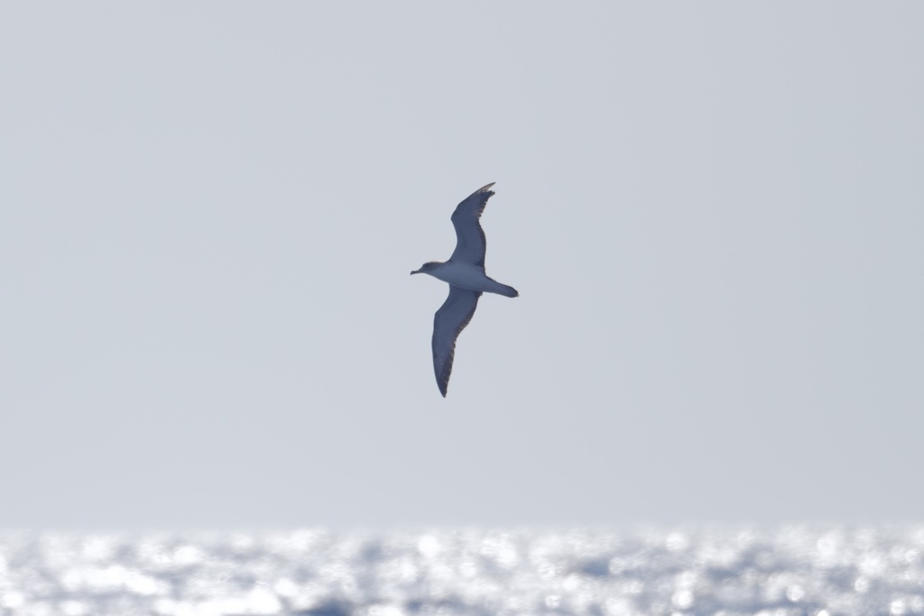 Calonectris diomedea (Cory's Shearwater), California species