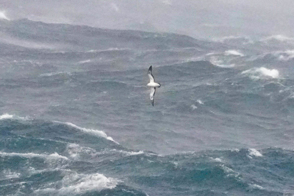 Calonectris leucomelas (Streaked Shearwater), California species