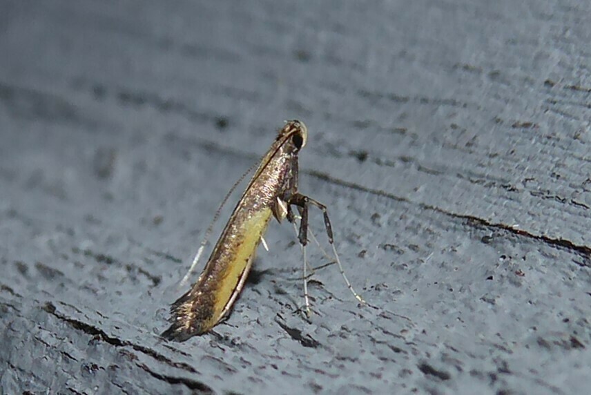 Caloptilia azaleella (Azalea Leafminer), California species