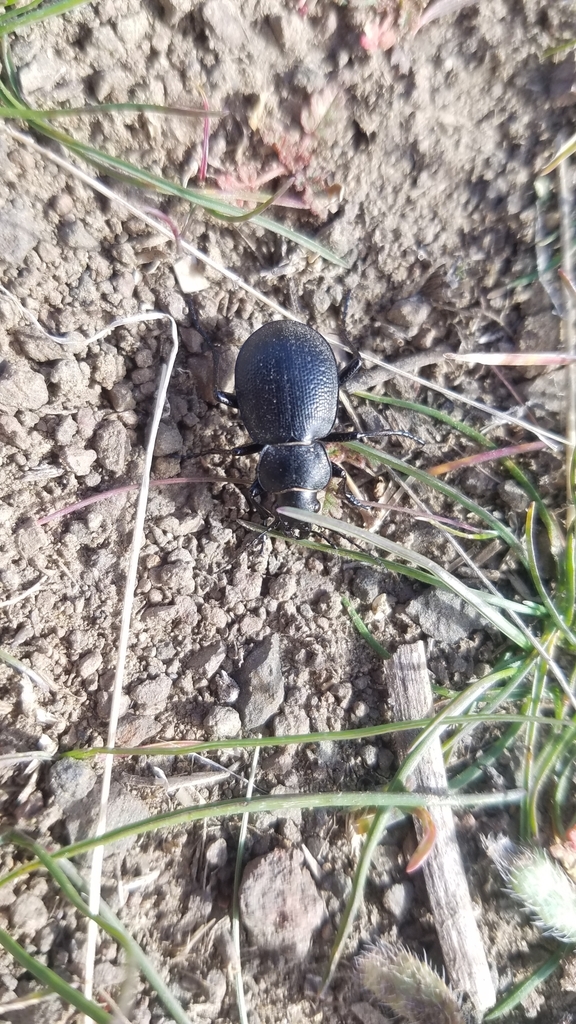 Calosoma luxatum, California species