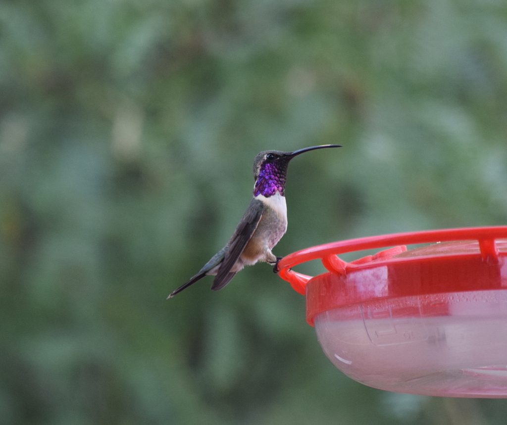 Calothorax lucifer (Lucifer Hummingbird), California species