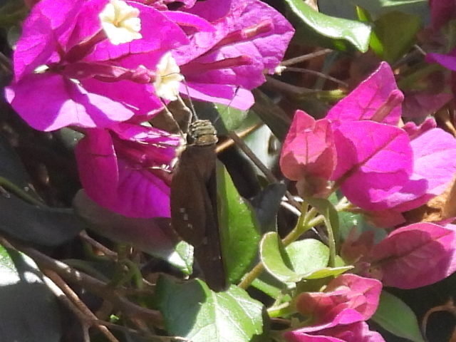 Calpodes ethlius (Brazilian Skipper), California species