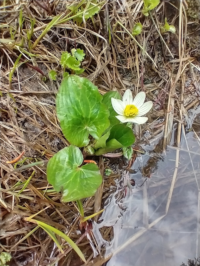 Caltha leptosepala (White marsh marigold), native California herb