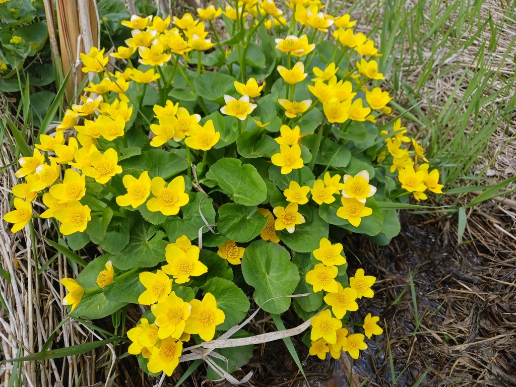 Caltha palustris (Yellow marsh marigold), non-native California herb