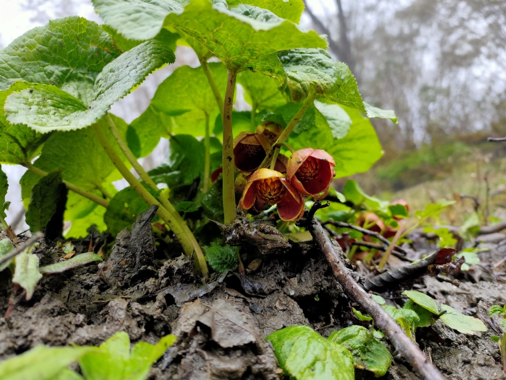 Caltha sp. (Marsh marigold), non-native California perennial