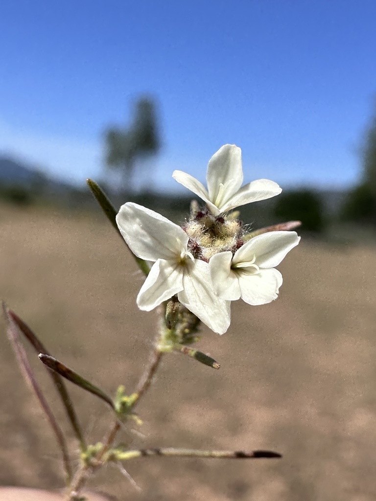 Calycadenia fremontii (Fremont's calycadenia), native California herb