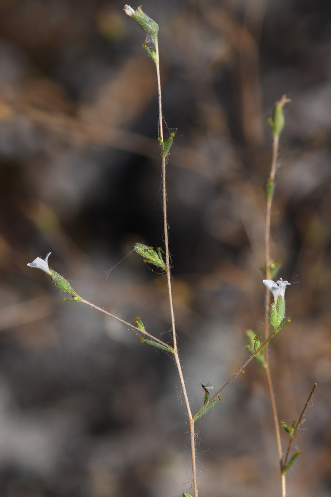 Calycadenia hooveri (Hoover's calycadenia), native California herb