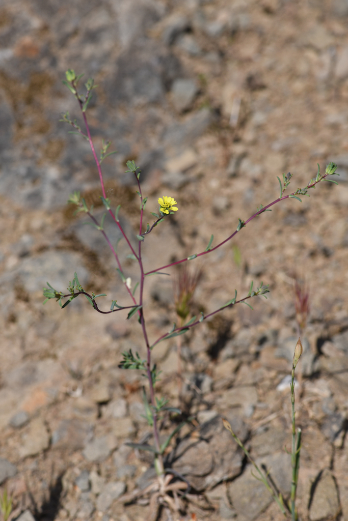 Calycadenia micrantha (Small-flowered calycadenia), native California herb