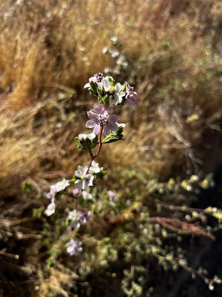 Calycadenia mollis (Soft calycadenia), native California herb