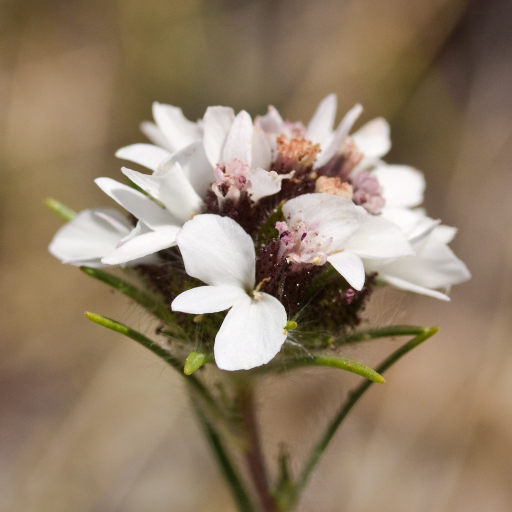 Calycadenia multiglandulosa (Rosin weed), native California herb