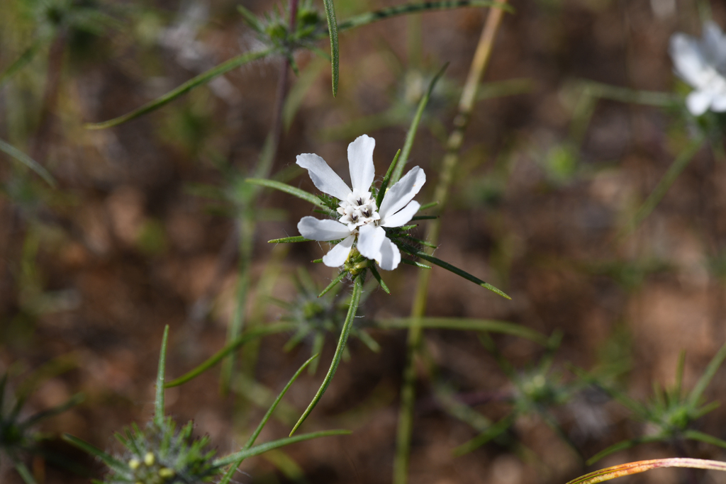 Calycadenia oppositifolia (Butte county calycadenia), native California herb