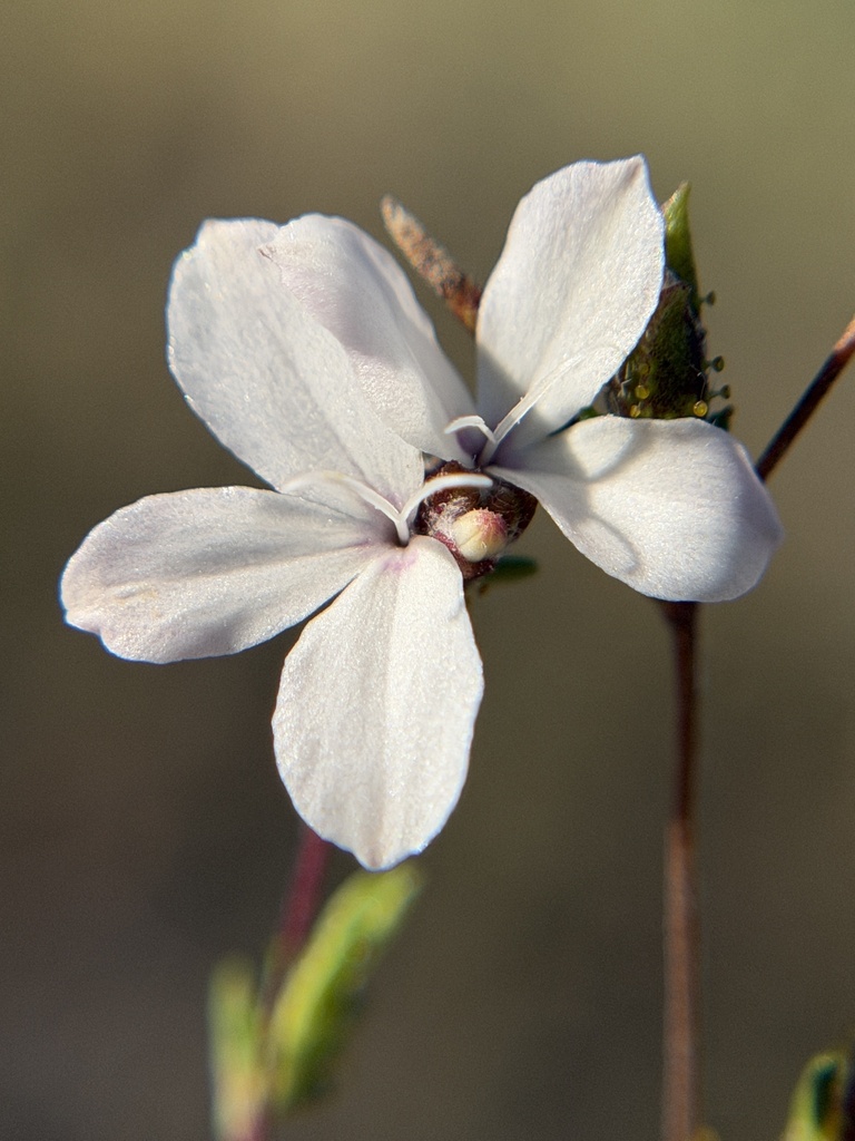 Calycadenia pauciflora (Small flowered calycadenia), native California herb