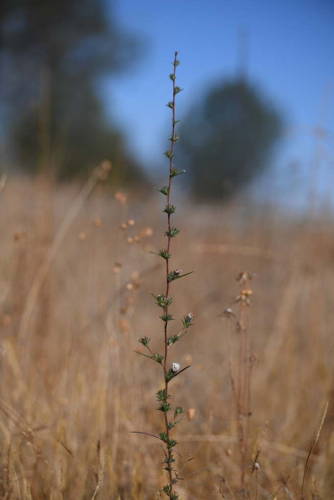 Calycadenia spicata (Spicate calycadenia), native California herb