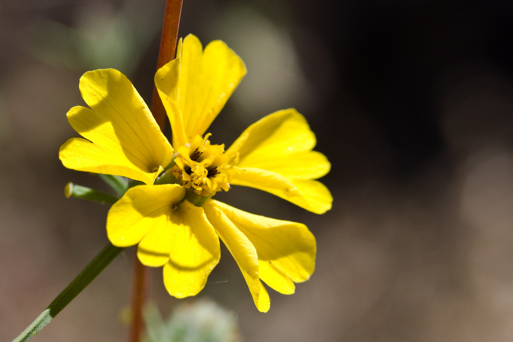 Calycadenia truncata (Rosin weed), native California herb