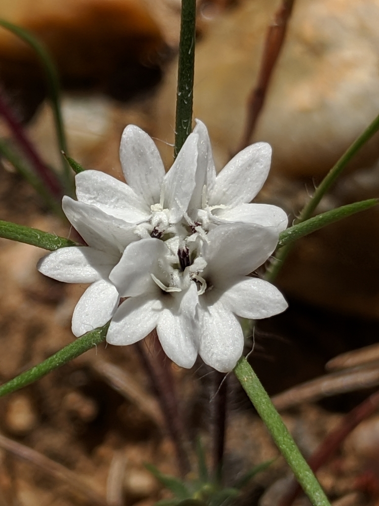 Calycadenia villosa (Dwarf calycadenia), native California herb