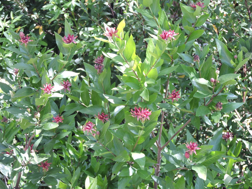 Calycanthus occidentalis (Sweet-shrub), native California shrub