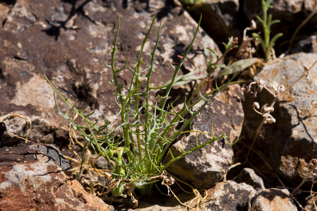 Calycoseris sp. (Tack-stem), native California annual