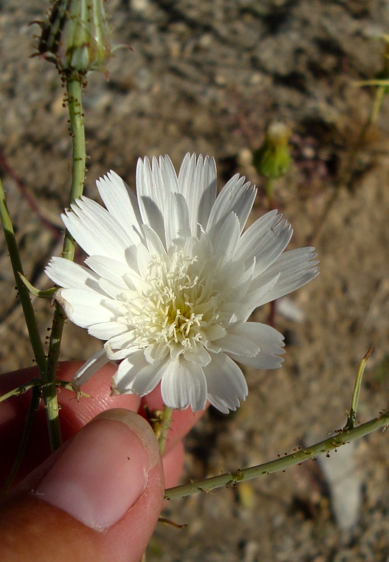 Calycoseris wrightii (White tack-stem), native California herb