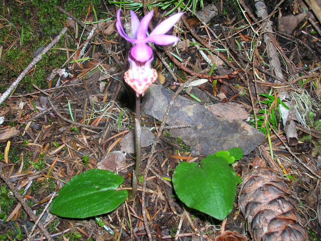 Calypso bulbosa var. occidentalis (Fairy slipper), native California herb