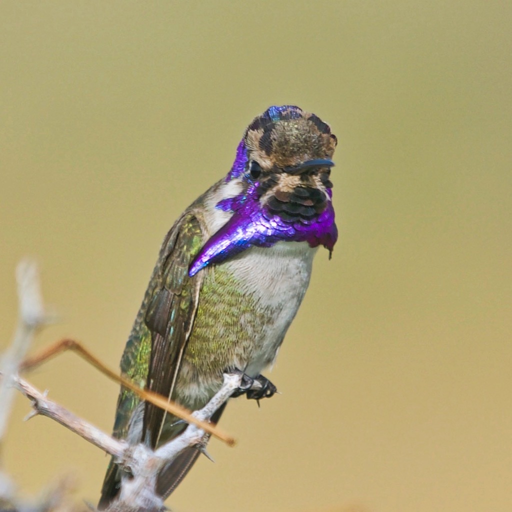 Calypte costae (Costa's Hummingbird), California species