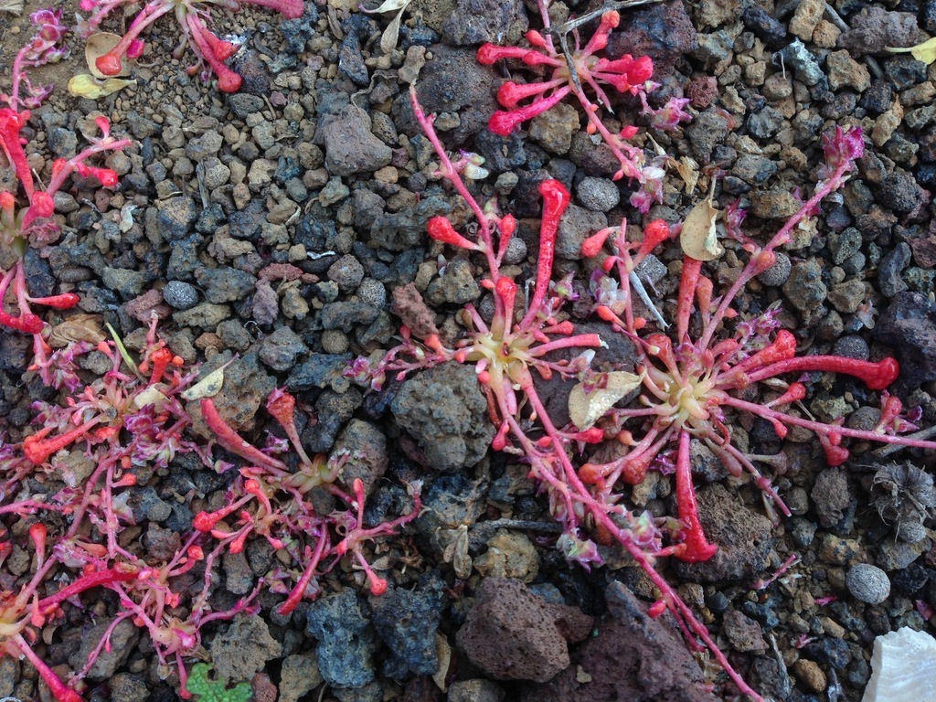 Calyptridium arizonicum (Arizona pussypaws), native California annual