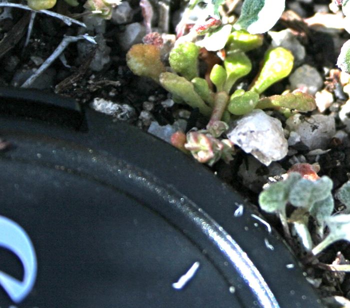 Calyptridium monandrum (Common pussypaws), native California herb