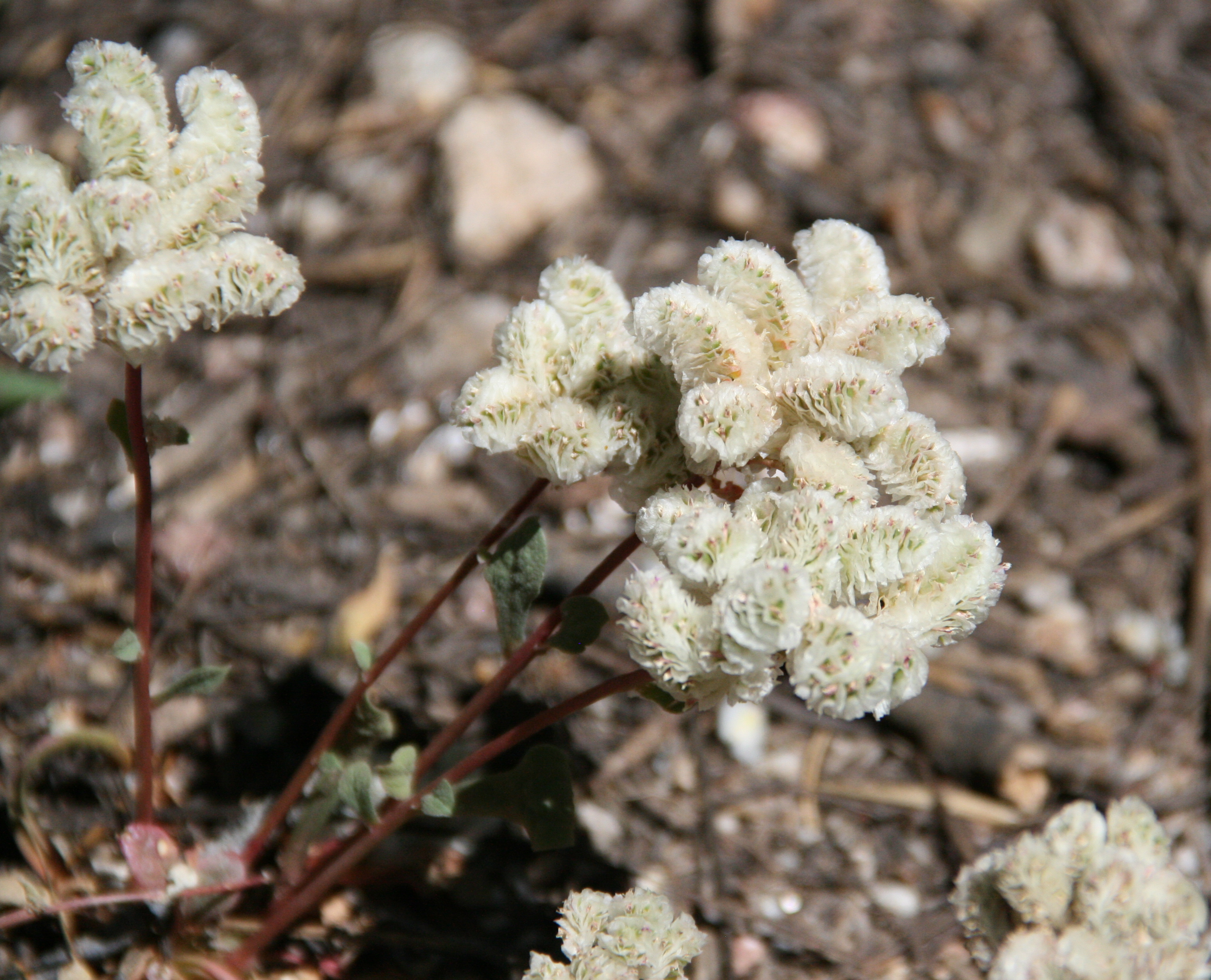 Calyptridium monospermum (One seeded pussypaws), native California herb